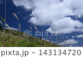 ススキが揺れる秋の青空のタイムラプス 143134720