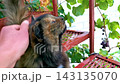 A man strokes a fluffy brown cat in Leninskiy Rayon Brest Brest District Brest Region Belarus. 143135070