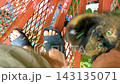A man strokes a fluffy brown cat in Leninskiy Rayon Brest Brest District Brest Region Belarus. 143135071