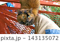 A man strokes a fluffy brown cat in Leninskiy Rayon Brest Brest District Brest Region Belarus. 143135072