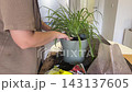Indoor gardening centers on hand holding soil above potted spider plant. Plant and loose potting mix suggest gentle repotting work, with close detail of foliage, planter, and potting mix 143137605