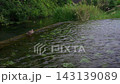 水辺で休む鴨 143139089