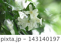 orange jasmine tropical flower scented at night falling from rain falling and wind blew in garden 143140197