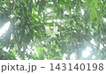 orange jasmine tropical flower scented at night falling from rain falling and wind blew in garden 143140198