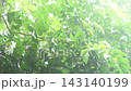 orange jasmine tropical flower scented at night falling from rain falling and wind blew in garden 143140199