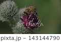 Macro Close Up Of Honeybee Pollinating Burdock Flower In Summer Garden 143144790