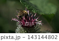 Macro Close Up Of Honeybee Pollinating Burdock Flower In Summer Garden 143144802