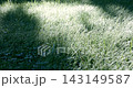Sunlit green meadow grass moving gently in the breeze, creating a summer landscape. High quality 4k footage 143149587