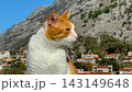 Stray ginger and white cat looking around in Kotor Montenegro - close up 143149648