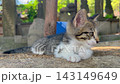 Curious stray kitten resting on stone slabs in Istanbul cemetery 143149649