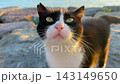 Close up view of black and white stray cat meowing in Istanbul 143149650
