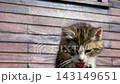 Close up of fluffy stray kitten grooming paw near wooden building 143149651