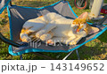 Orange and white stray cat resting on camping chair at sunset 143149652