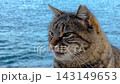 Close up view of tabby stray cat on waterfront in Istanbul 143149653
