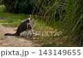 Stray cat walking and stretching along park path in Istanbul 143149655