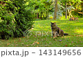 Fluffy stray cat walking on green grass in Istanbul park 143149656