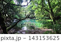 山形縣湯座町的丸池池閃耀著翠綠的光芒。 143153625