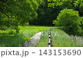 [Shinshiro] Willow fluff flutters on the walking path around Shigekawa Pond 143153690