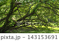 [Shinshiro] Large willow tree with cottony fluff dancing in the wind 143153691