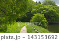 [Shinshiro] Willow fluff flutters on the walking path around Shigekawa Pond 143153692