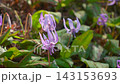 [Korankei] Purple dogtooth violet flowers swaying in the wind 143153693