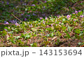 [Korankei] Purple dogtooth violet flowers swaying in the wind 143153694