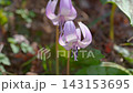 [Korankei] Purple dogtooth violet flowers swaying in the wind 143153695