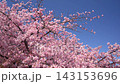 [Okazaki] The Aoi cherry blossoms of Otogawa River against a blue sky 143153696