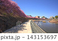 [Okazaki] Aoi cherry blossoms in full bloom along the Otogawa River 143153697