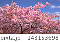 [Okazaki] Aoi cherry blossoms along the Otogawa River against a blue sky (bread) 143153698