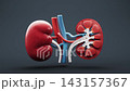 Kidney stone with biology and health care concept, 3d rendering. 143157367