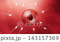 The union of sperm and an egg cell, 3d rendering. 143157369