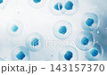 Transparent blue cells background, 3d rendering. 143157370