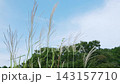 風に揺れるススキ 143157710
