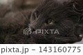 nibelung kitten close up view 4k. macro footage grey cat face.  143160775