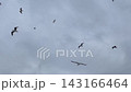Seagulls flying in gray overcast sky in Istanbul 143166464