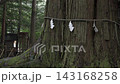 島根縣須佐神社的神聖雪松樹。 143168258