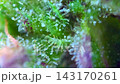 Lovely Cannabis plant trichomes producing resin at macro view.  143170261