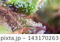 Spectacular Cannabis plant trichomes producing resin at macro view.  143170263