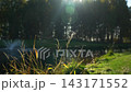 The web in the morning sun. Abstract warm landscape of dry wildflower and grass meadow on warm golden hour sunset or sunrise time. Tranquil autumn fall nature field background 143171552