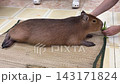 Capybara Eating Food from Human Hand 143171824