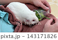 White Guinea Pig Eating Fresh Grass 143171826