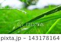 美麗的樹葉沾滿了晨露。 143178164