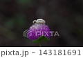 一隻日本犀蛛在千日紅花上等待獵物。 143181691