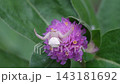 一隻日本犀蛛在千日紅花上等待獵物。 143181692