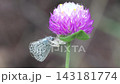一隻日本雪蛛捕獲了一隻日本藍蝶。 143181774