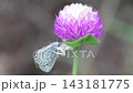 一隻日本雪蛛捕獲了一隻日本藍蝶。 143181775