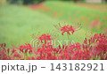 Spider lilies blooming along the approach to Kosaba Hachimangu Shrine in the rain. 143182921