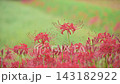 Spider lilies blooming along the approach to Kosaba Hachimangu Shrine in the rain. 143182922