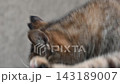 A close-up of a cute cat grooming itself. 143189007